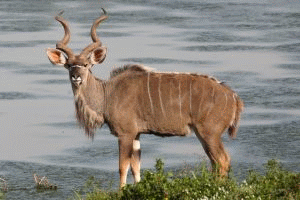 Kudu wielkie